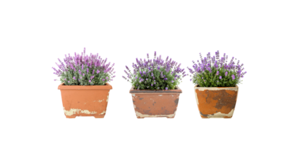 Lavender Plant in Pot on transparent background png