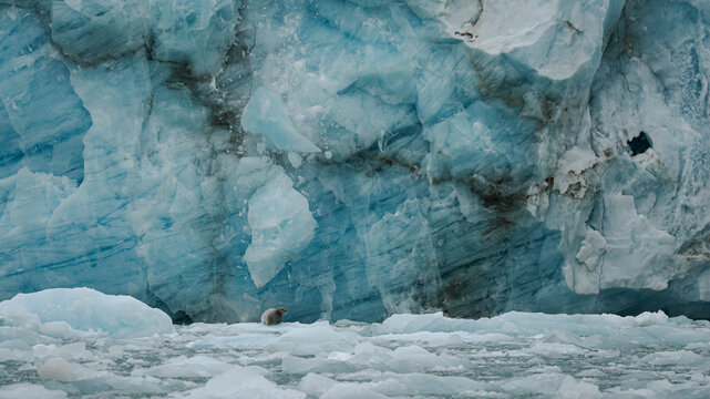 Glaciar y foca