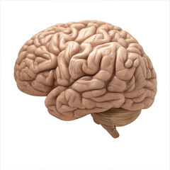 Human brain anatomy captures science cognition thought intelligence creativity and mind knowledge with detailed structure