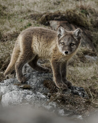 Cachorro de zorro ártico