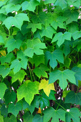 green leaves background