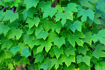 green leaves background