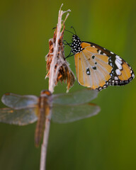 Mariposa y libélula