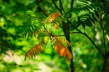 Fototapeta premium The first autumn leaves in early autumn.
