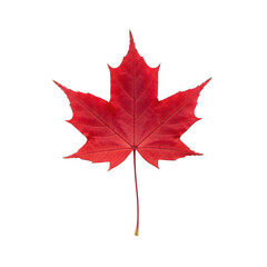 Red maple leaf isolated on transparent background