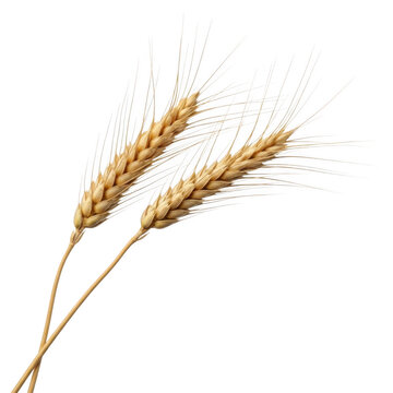 Golden wheat stalks isolated on transparent background
