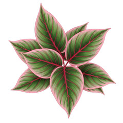 Green plant isolated on transparent background