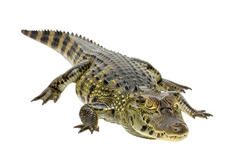 Obraz premium A young spectacled caiman, displaying its distinctive patterned skin, is centered against a black backdrop.