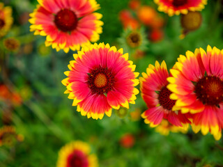 Flor