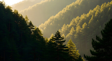 Sunlight filters through a hazy mountain valley, illuminating dense evergreen pine forests on the rolling hillsides.