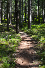 Sunlit forest path through dense greenery in serene woodland setting