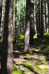 Sunlit forest path with dense trees and moss-covered ground