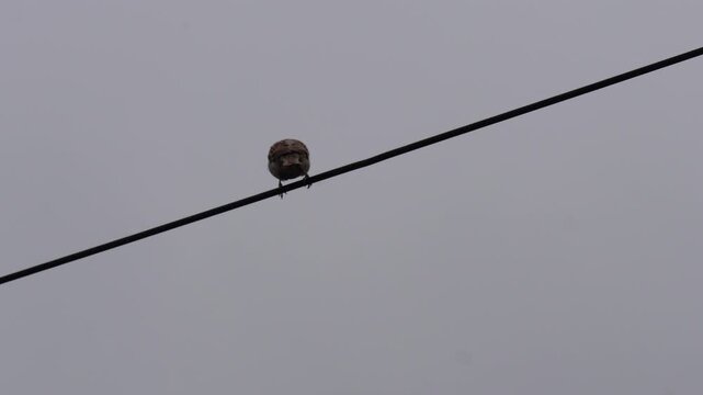 Red avadavat munia perched on thin branch
