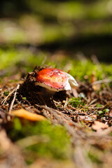 Red mushroom on forest floor with moss background in sunlight