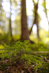 Naklejka premium Young fern growing in sunlit forest with soft focus background
