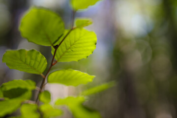 Close-up of vibrant green leaves in sunlit forest