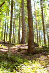 Fototapeta premium Serene sunlit forest with tall pine trees and lush greenery