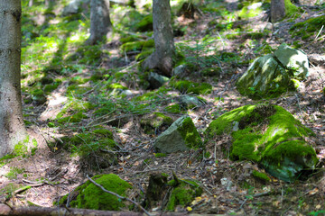 Lush forest floor covered in moss and rocks in sunlit woodland