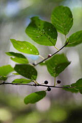 Close-up of green leaves and berries on a branch in natural setting