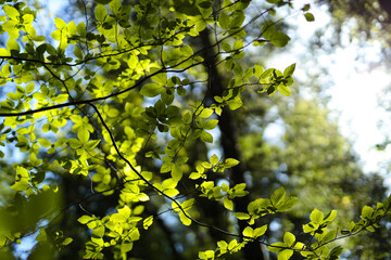 Sunlit green leaves against soft focus forest background