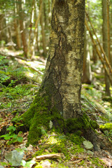 Fototapeta premium Mossy tree trunk in sunlit forest landscape with vibrant green foliage