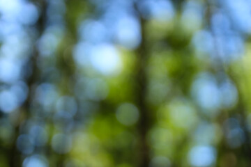 Abstract nature blur with green and blue bokeh in sunlit forest