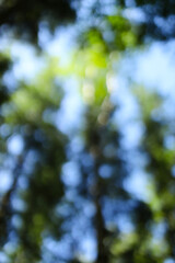 Blurred forest canopy with sunlight filtering through leaves