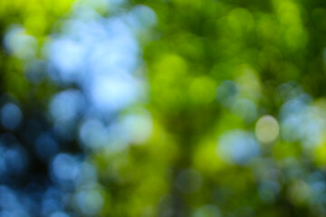 Fototapeta premium Vibrant green and blue nature bokeh background with sunlight