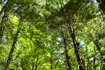Lush green forest canopy with sunlight filtering through leaves