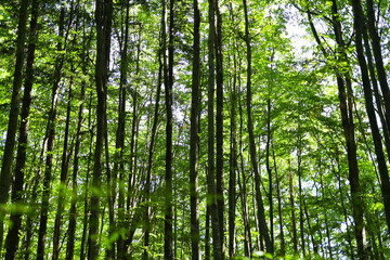 Lush green forest with tall trees under bright sunlight