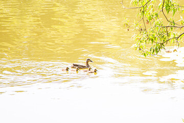 A duck is swimming in a pond with its ducklings