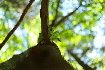 Close-up view of fresh green leaves emerging from tree branch in sunlit forest