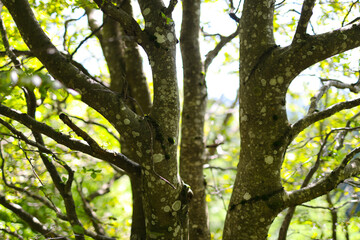 Sunlit tree branches with moss in lush forest