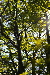 Sunlight filtering through lush green tree canopy in forest