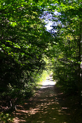 Sunlit forest pathway surrounded by lush green foliage
