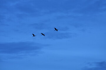 Three Birds in Flight Freedom and Harmony in the Sky