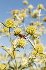 A stink bug in its habitat. A bug on leaves, outdoor.