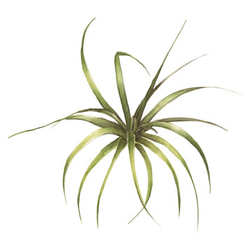 Bromeliad plant hand drawn png