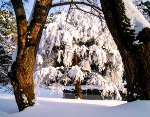 snow covered trees in winter