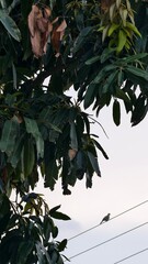 A bird perched on a wire under a tree with green leaves in the sky