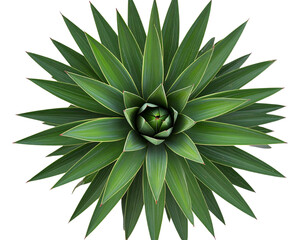  Yucca Plant with Spiky Green Leaves, Top-Down View, Isolated