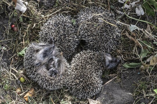 Young hedgehogs in a nest (Erinaceus europaeus), Emsland, Lower Saxony, Germany