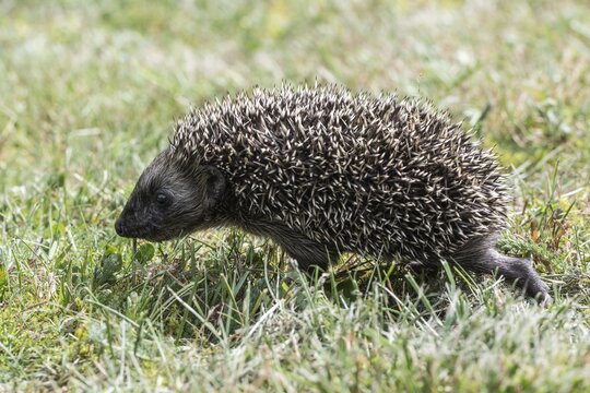 Young hedgehog (Erinaceus europaeus), Emsland, Lower Saxony, Germany