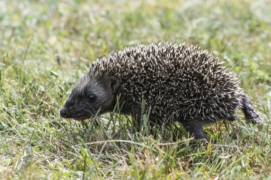 Young hedgehog (Erinaceus europaeus), Emsland, Lower Saxony, Germany
