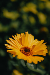yellow flower on a green background