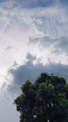 A tree with green leaves stands tall against a cloudy sky backdrop