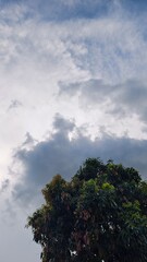 A tree with green leaves stands tall against a cloudy sky backdrop