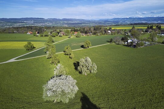 Blossoming pear trees and rape fields, behind the snow-covered Alpstein, Geltwil, Freiamt, Canton, Aargau, Switzerland - Powered by Adobe