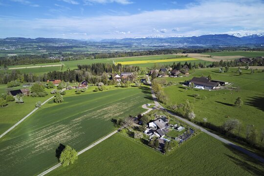 Blossoming pear trees and rape fields, the Reuss valley and the snow-covered Alps in the background, Geltwill, Freiamt, Canton, Aargau, Switzerland