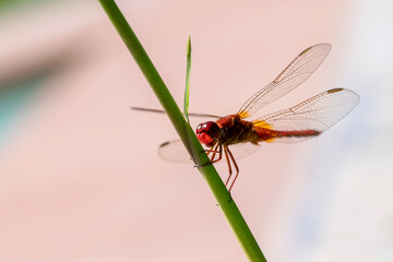 A red dragonfly landed on a bamboo shoot